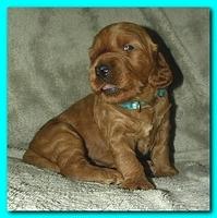 Bries puppies 3 weeks old 035