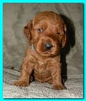 Bries puppies 3 weeks old T 003