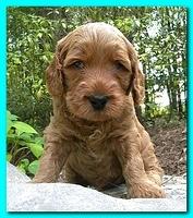 Bries puppies 4 weeks old outside rocks 049