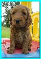 Bries puppies 5 weeks outside playground 023