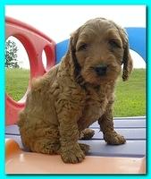 Bries puppies 5 weeks outside playground 028