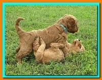 Bries puppies 5 weeks outside playground 039