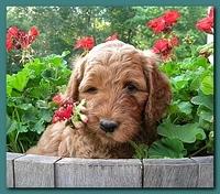 Bries pups outside early morning playing 6 weeks old 022