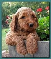 Bries pups outside early morning playing 6 weeks old 023