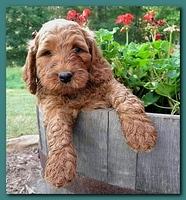 Bries pups outside early morning playing 6 weeks old 024