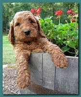 Bries pups outside early morning playing 6 weeks old 025