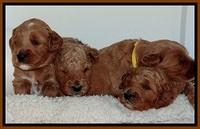 BT pups 3.2 wks old 151