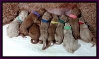 BT pups newborn 2