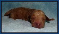 BT 2 days old 41