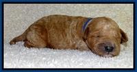 BT pups 1 wk old 101