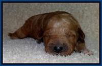 BT pups 1 wk old 111