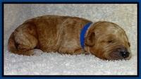 BT pups 1 wk old 131