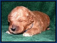 BT pups 2 wks old 31