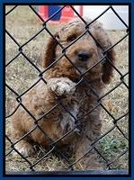 BT pups 7 weeks old 23100