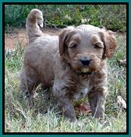 BT 4.6 weeks old 101