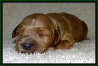 BT pups 1 wk old 251