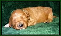 BT pups 2 wks old 311