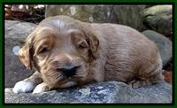 BT pups 3 wks old 121