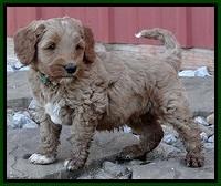 BT pups 6 wks old 07300