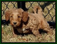 BT pups 6 wks old 08300