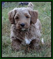 BT pups 6 wks old 09300