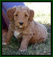 BT pups 6 wks old 261