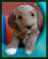 BT pups 6 wks old 41