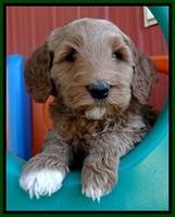 BT pups 6 wks old 51