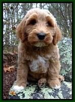 BT pups 8 wks old 8500
