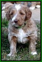 BT 4.5 weeks old 61