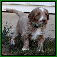 BT 4.5 weeks old 91