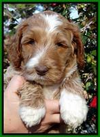 BT 5 wks old 31