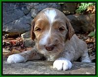 BT pups 3 wks old 251