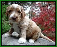 BT pups 4 wks old 371
