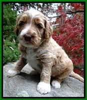 BT pups 4 wks old 381