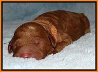 BT 2 days old 261