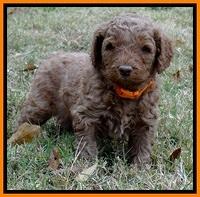 BT 4.5 weeks old 11 (2)