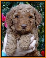 BT 5 wks old 331
