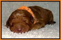 BT pups 1 wk old 401