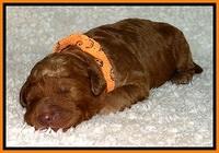 BT pups 1 wk old 421