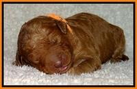 BT pups 1 wk old 461
