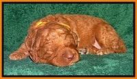 BT pups 2 wks old 621