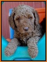 BT pups 6 wks old 171