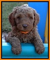 BT pups 6 wks old 21300