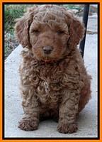 BT pups 6 wks old 22300