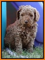 BT pups 6 wks old 23300