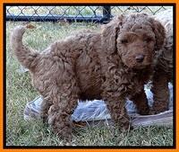 BT pups 6 wks old 300