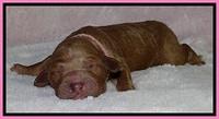 BT 2 days old 631