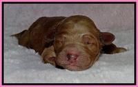BT 2 days old 641
