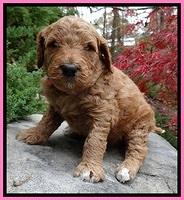 BT pups 4 wks old 281